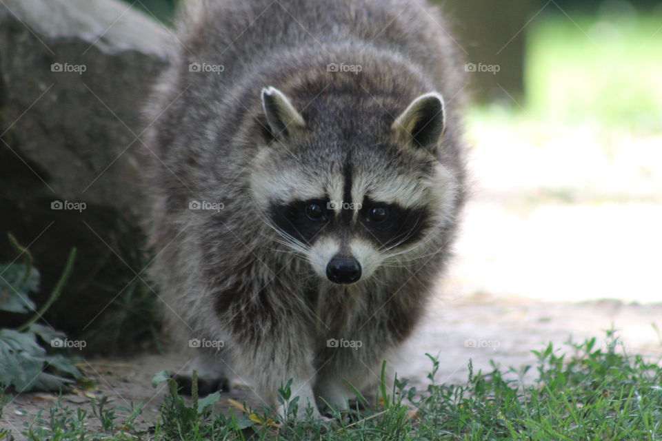 Raccoon