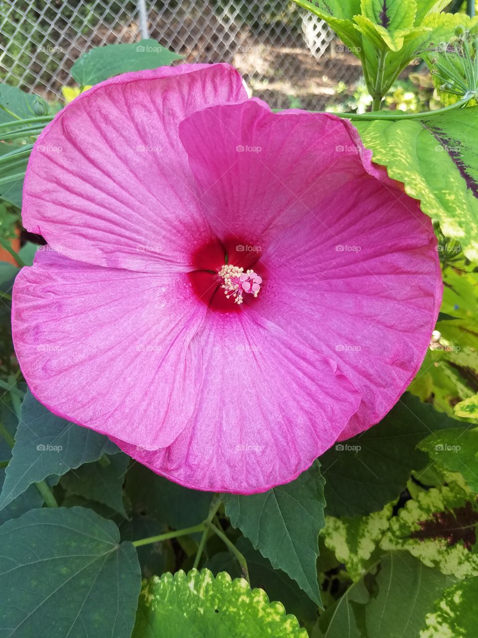 perennial hibiscus 1