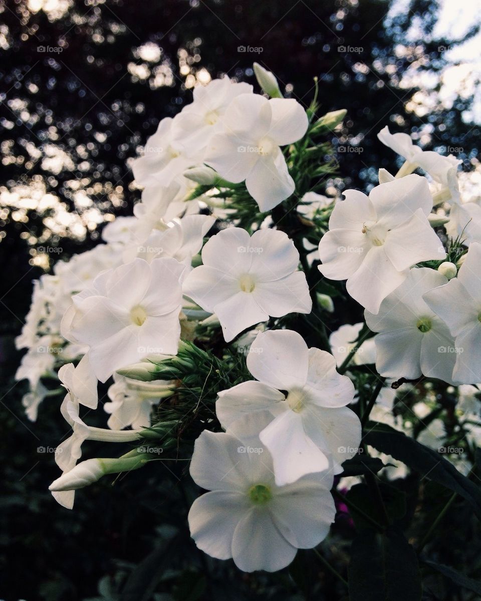 View of white flowers