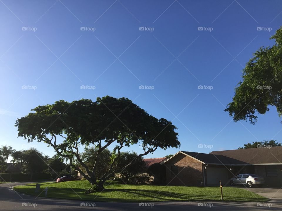 Tree. Beautiful tree in front of houses, Boca Raton, Florida, USA 