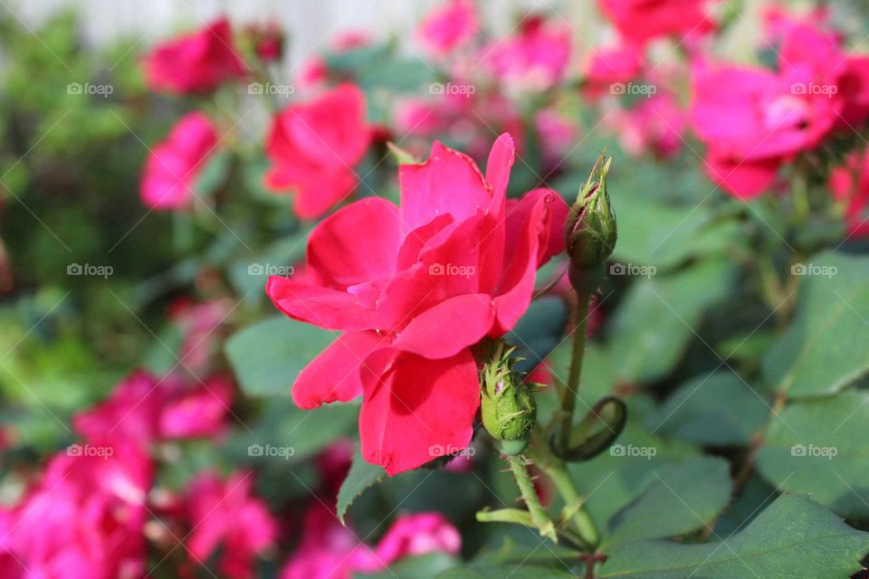 A vivid red rose blooms in the Spring