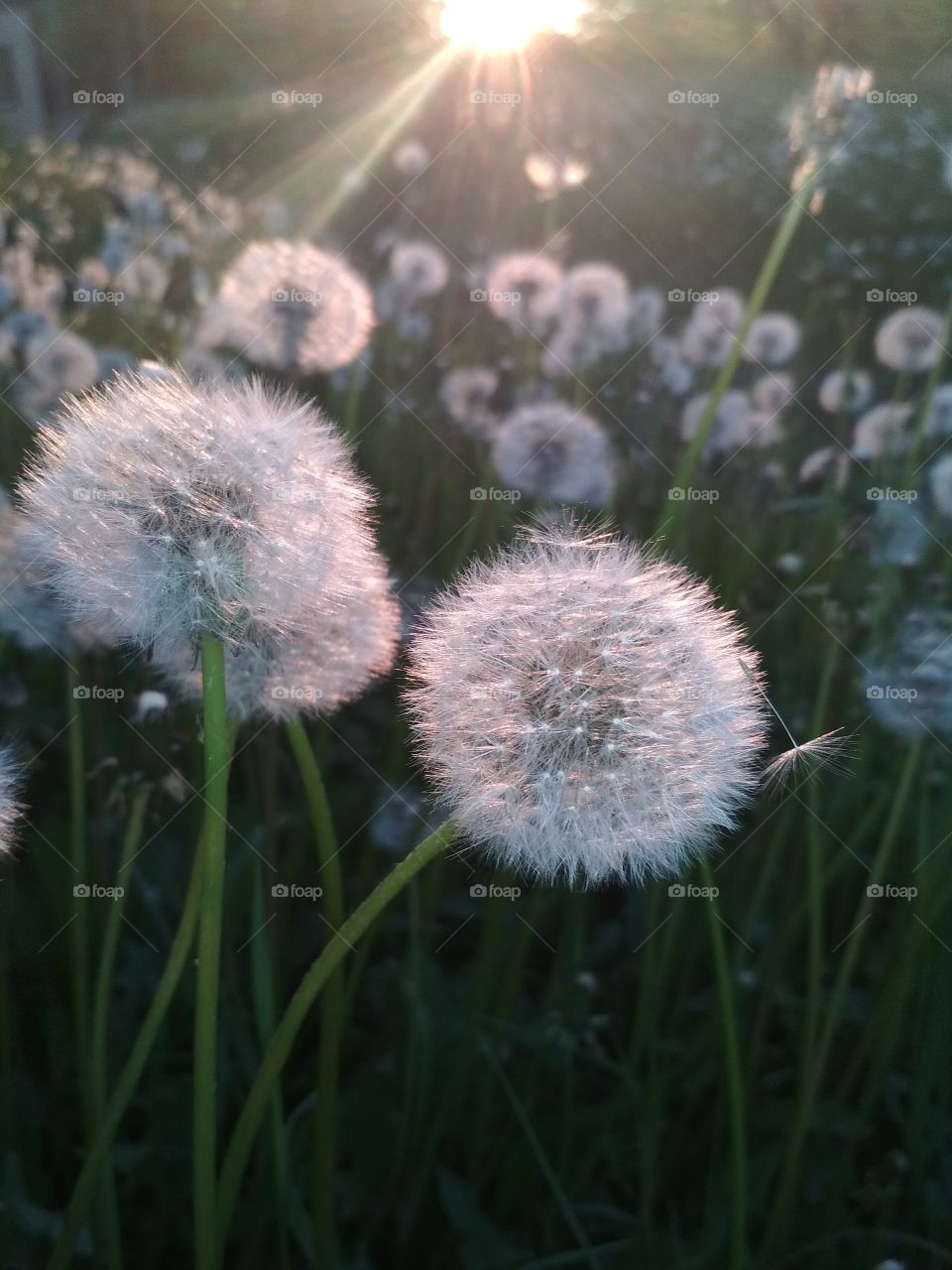 Лето в одуванчике