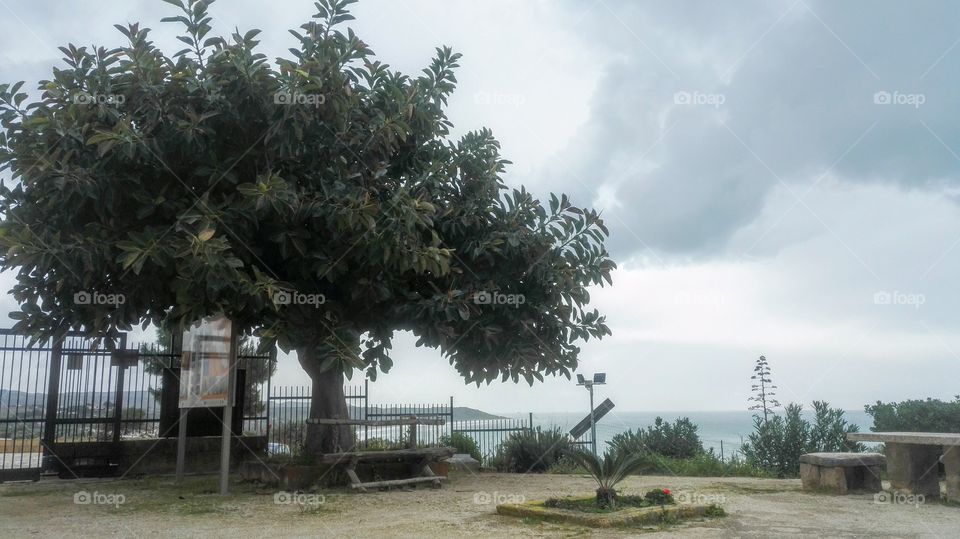 Albero e cielo ad Eraclea Minoa