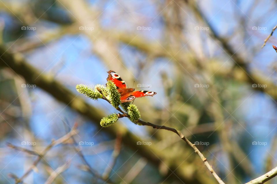 Spring came. Red butterfly is spreading its wings - it looks like an airplane, ready to take-off.