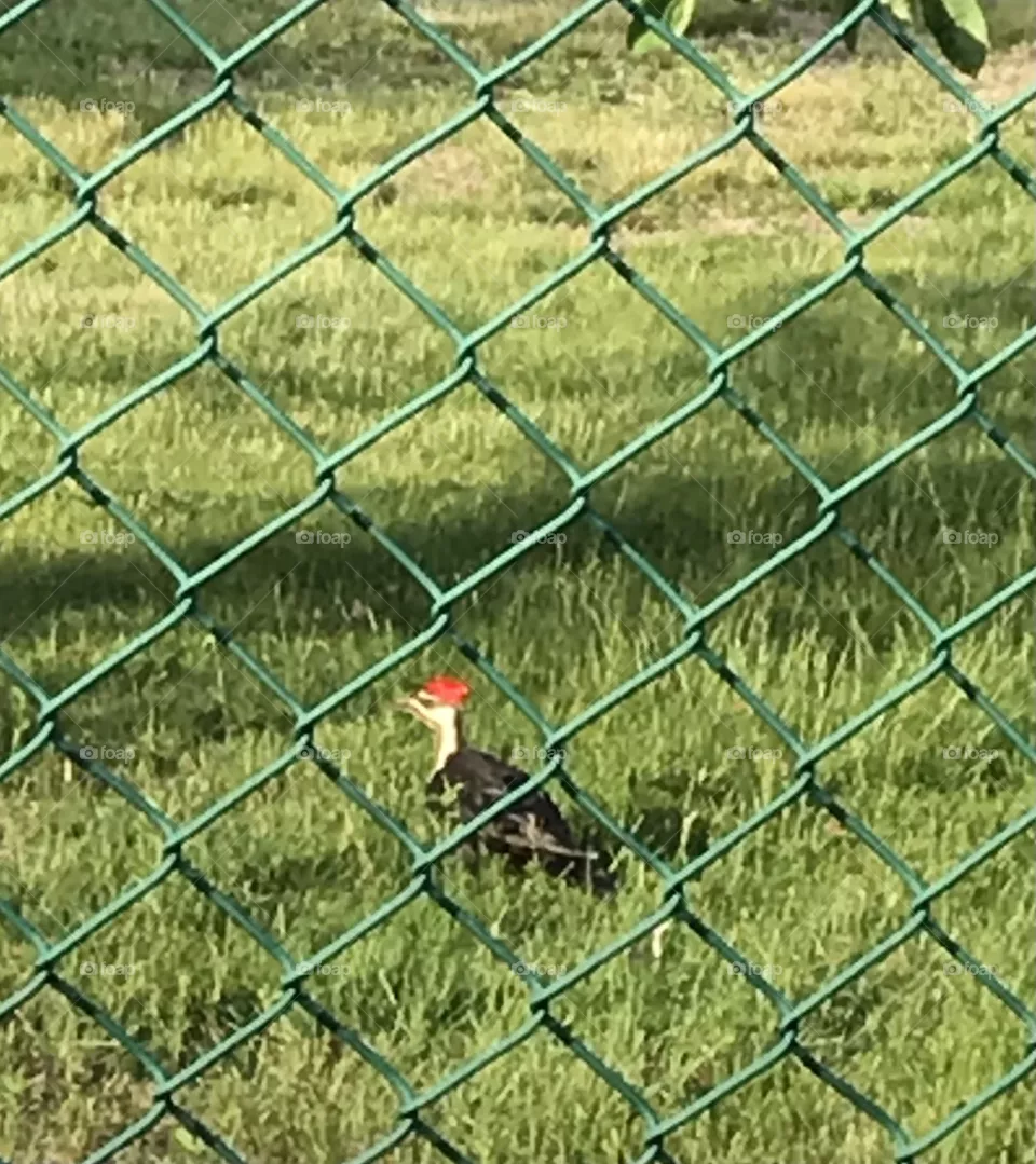 Pileated woodpecker 