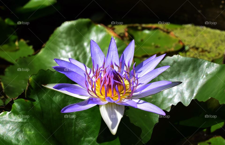 lotus