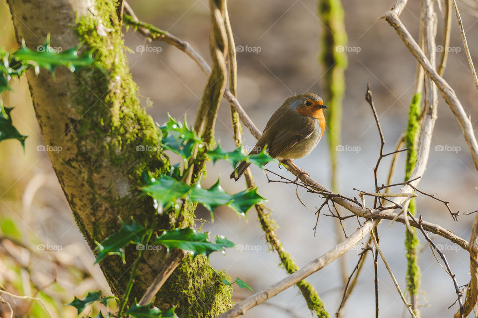 Red Robin 