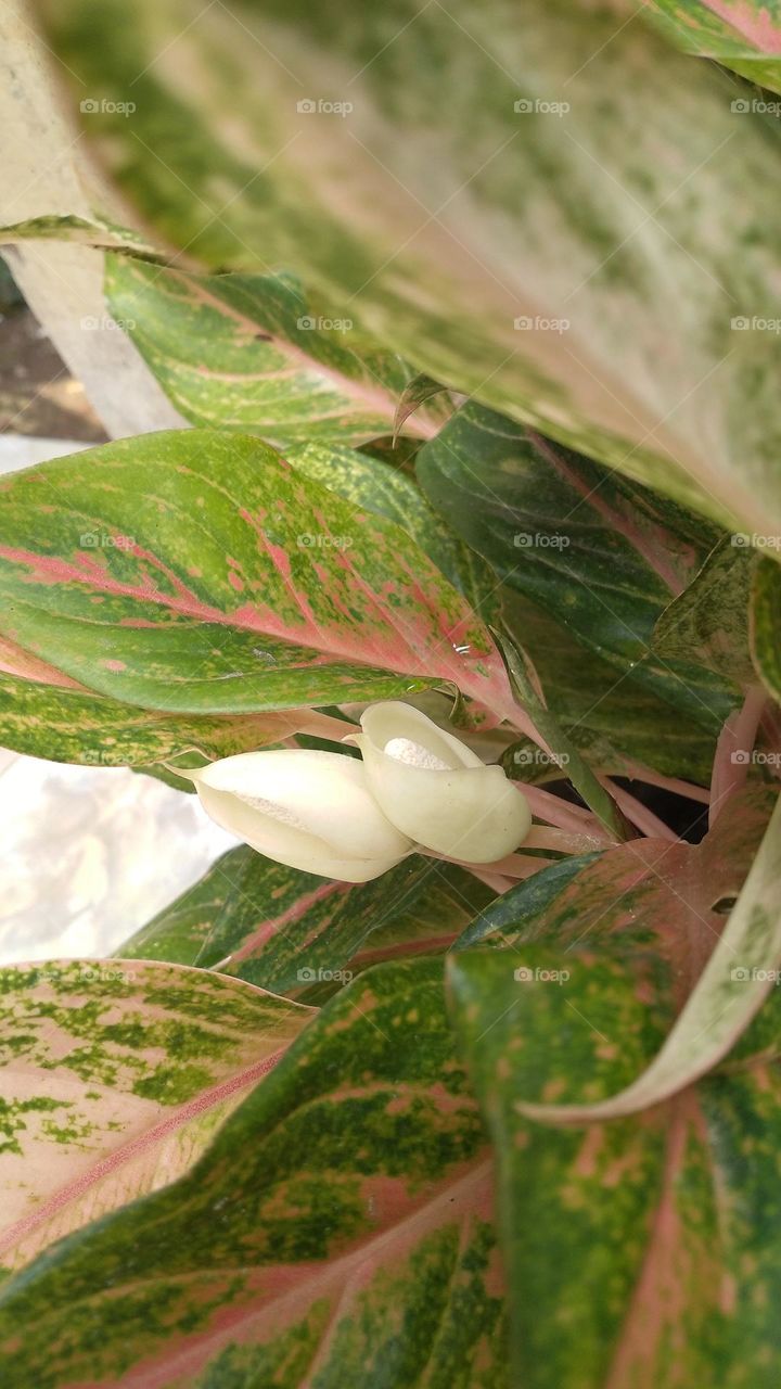 This plant displays a series of vibrant colorful foliage atop sturdy colorful