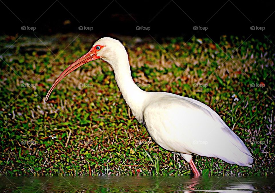 White Ibis