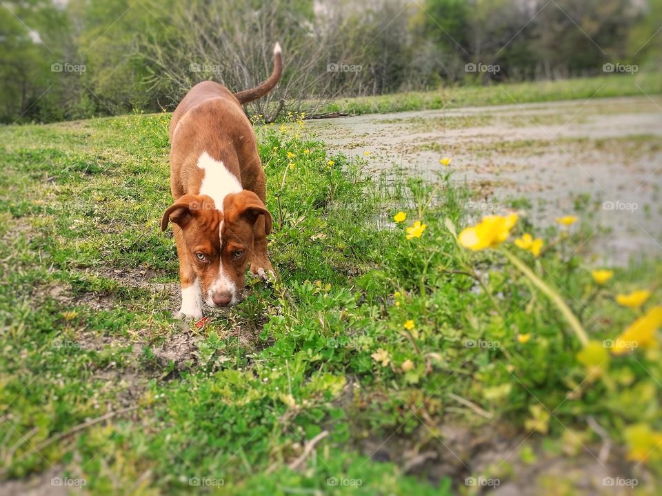 A puppy sniffing the ground looking up by a pond with yellow wildflowers in spring