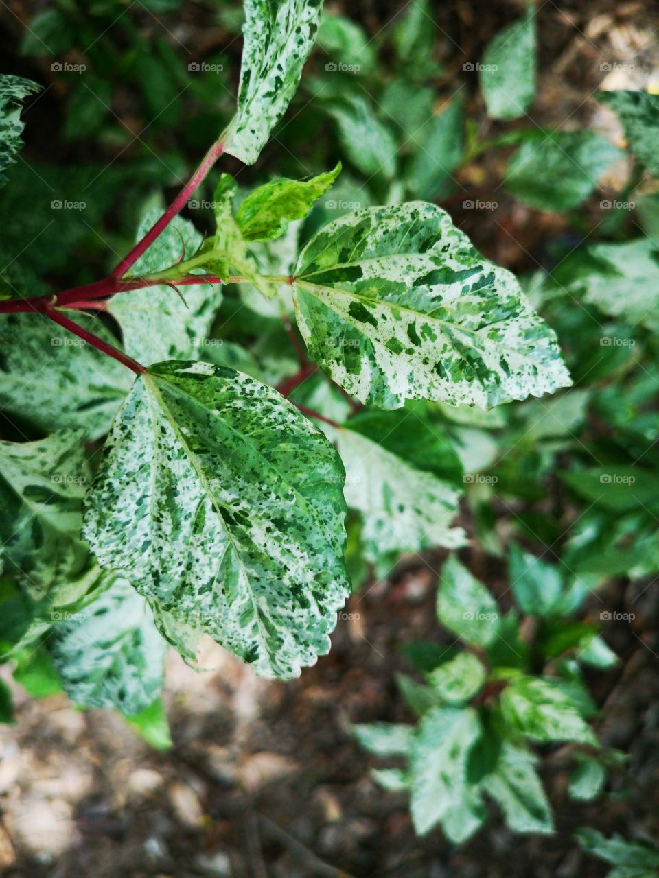 Close-up of green-white leaves in the forest.