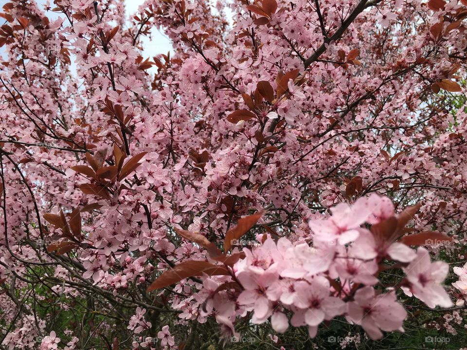 View of cherry blossom tree in bloom