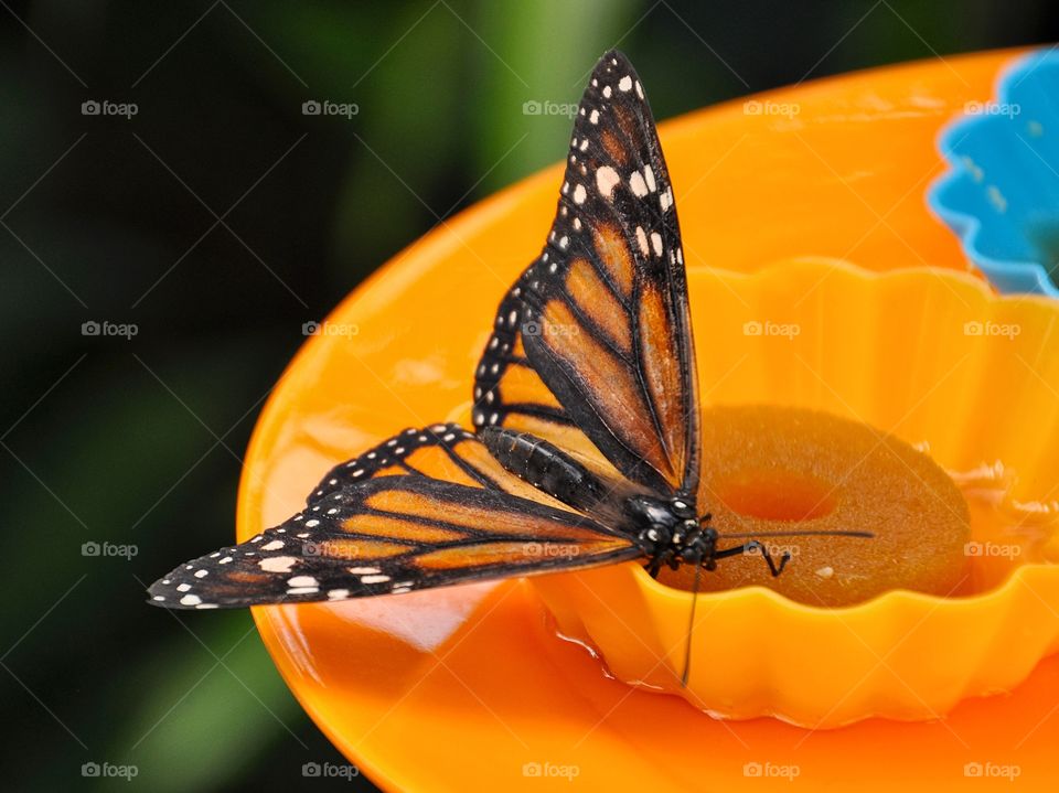 Butterfly on the orange plate