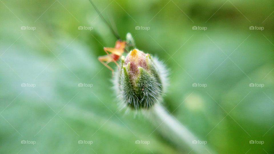 Flower and Grasshopper