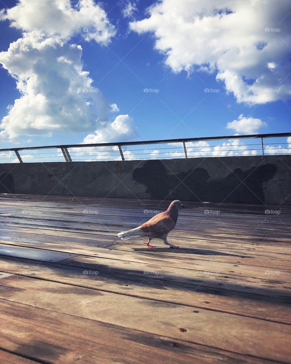 Bird on boardwalk 