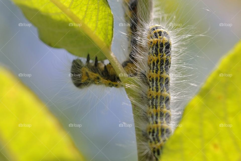 Caterpillar on branch