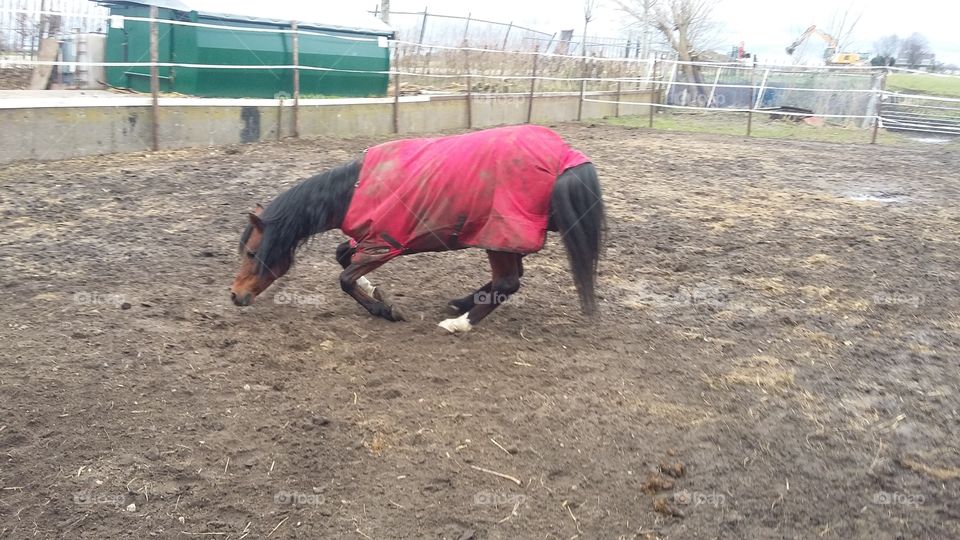 Stallion kneels to roll over