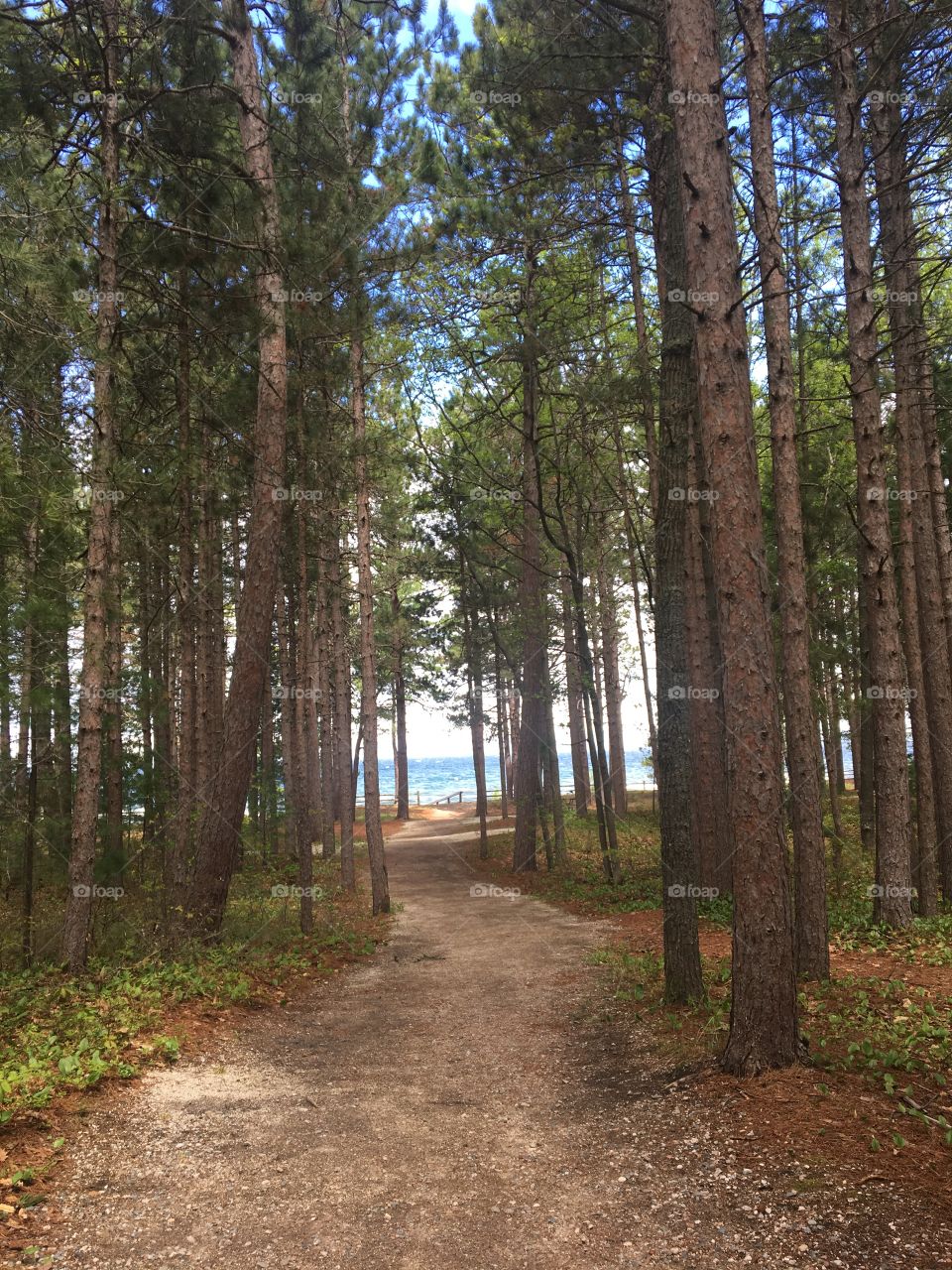 Trail to Lake Superior in a forest
