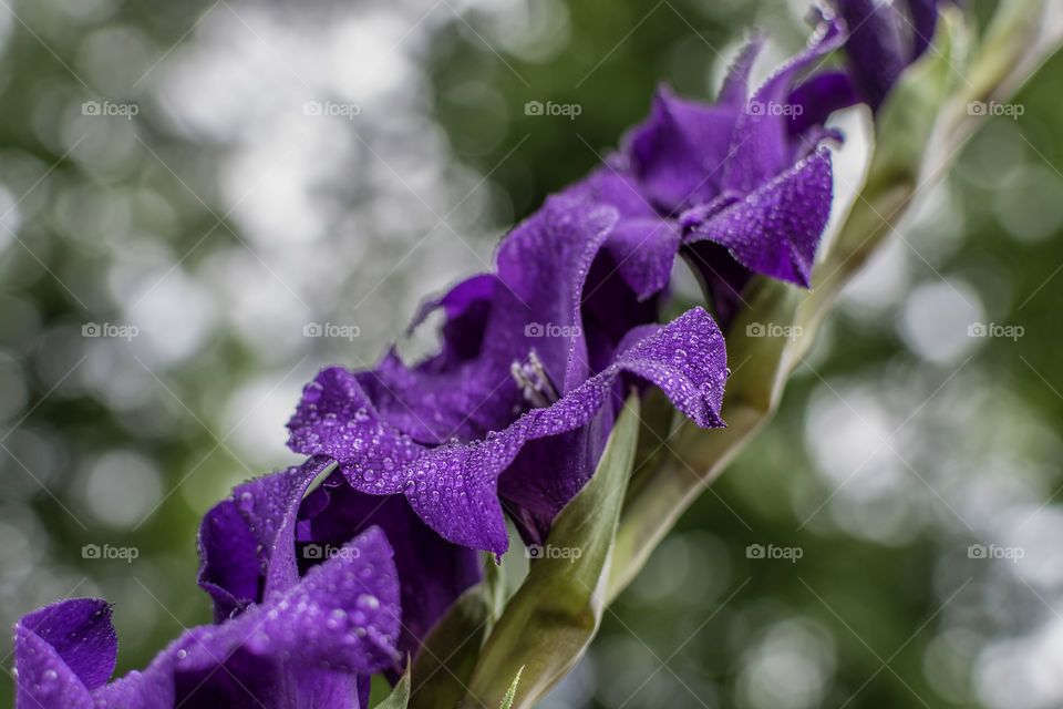 Beautiful side view of purple gladiolus with water drops