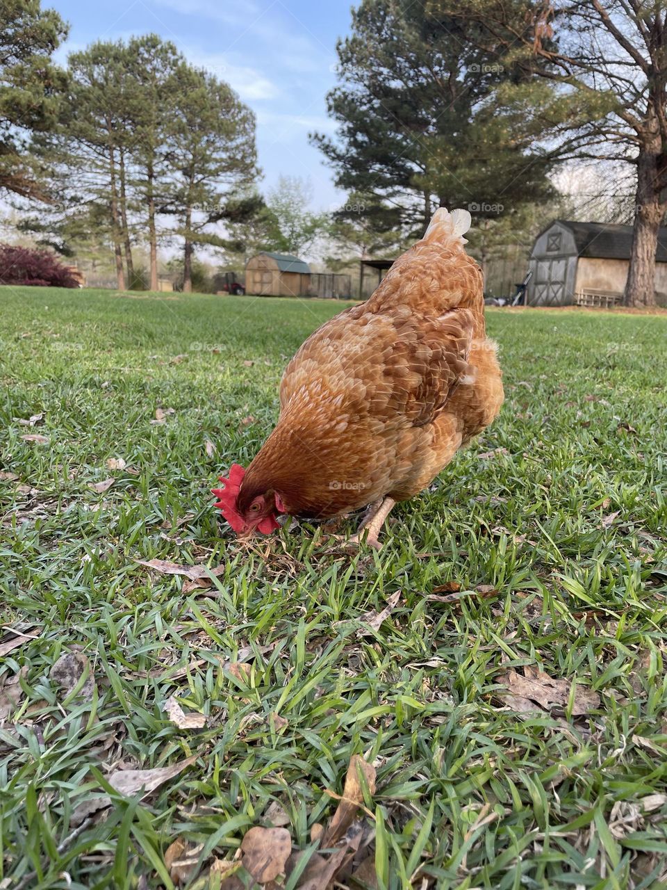 A beautiful chicken. 