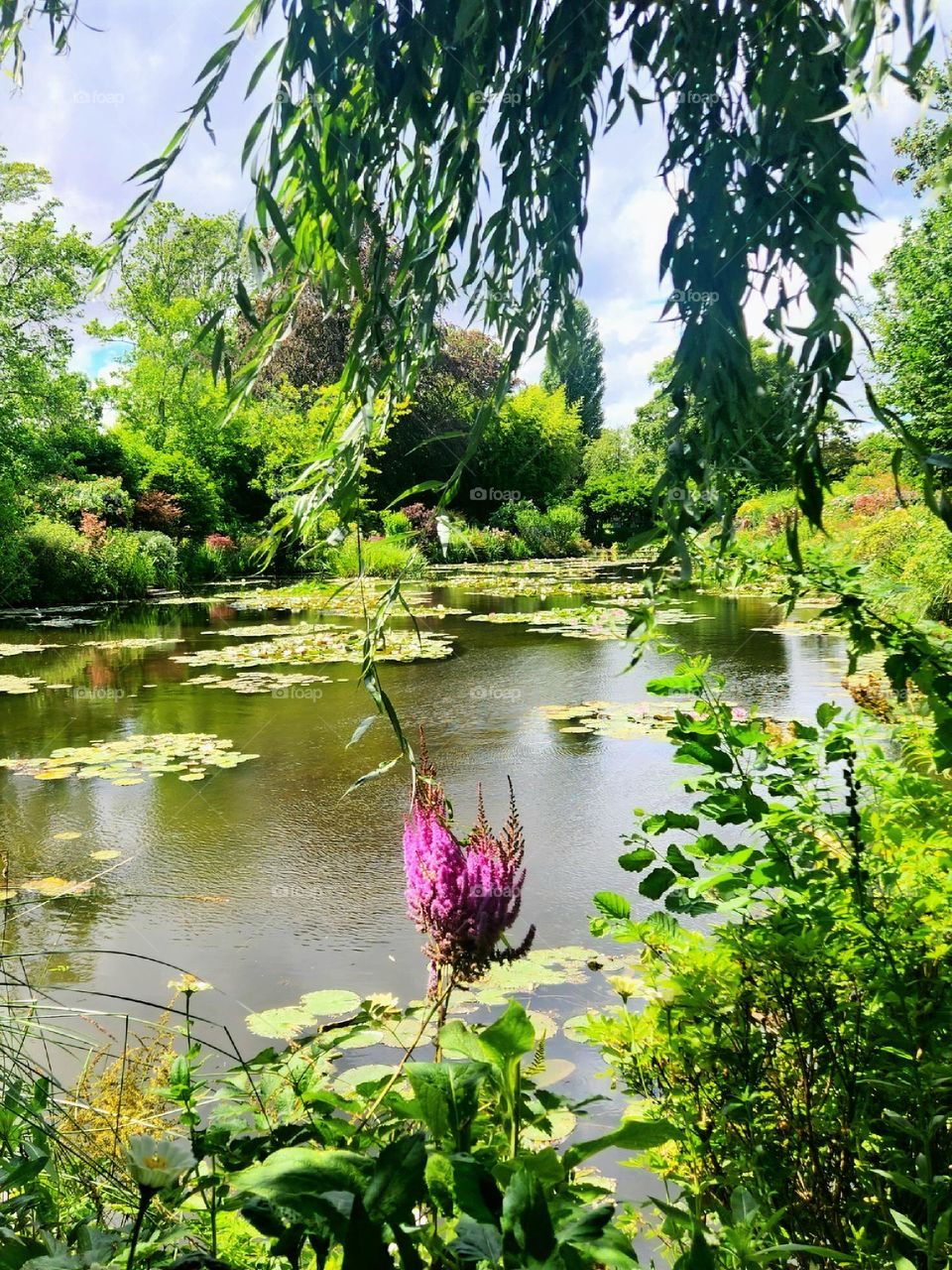 A forest, a lake and a flower