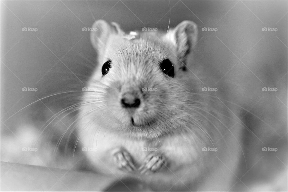 portrait einer weissen Maus