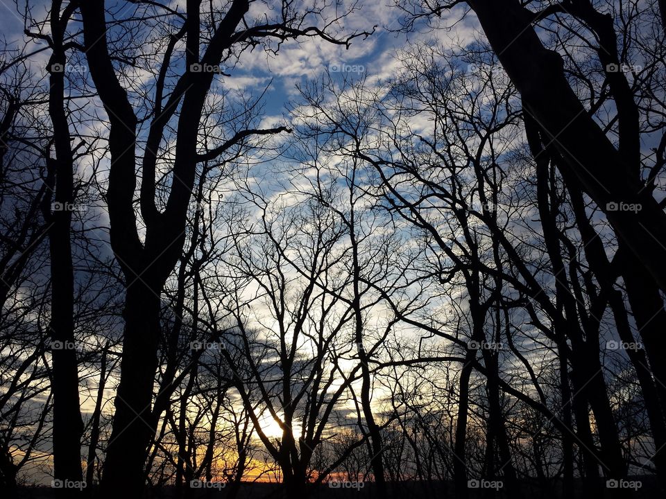 February Woodland Views
