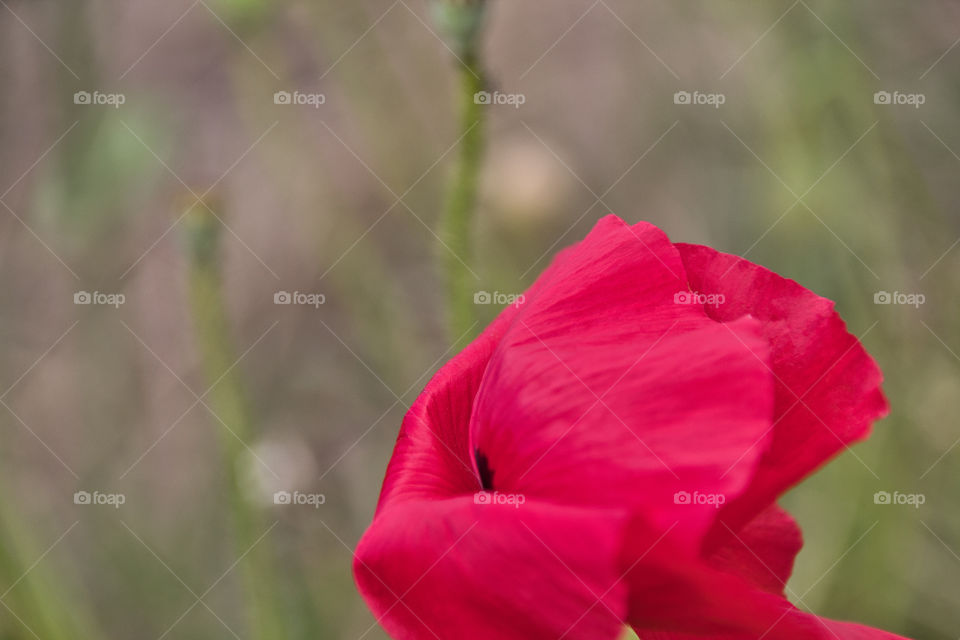 red poppy flower