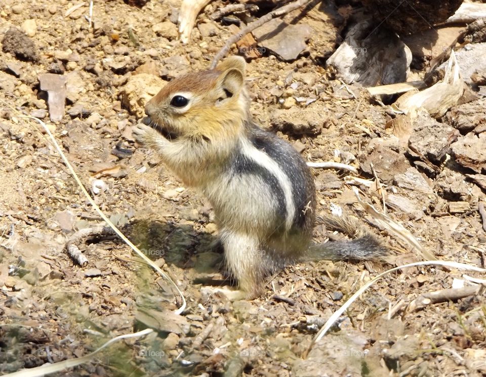 Chipmunk 