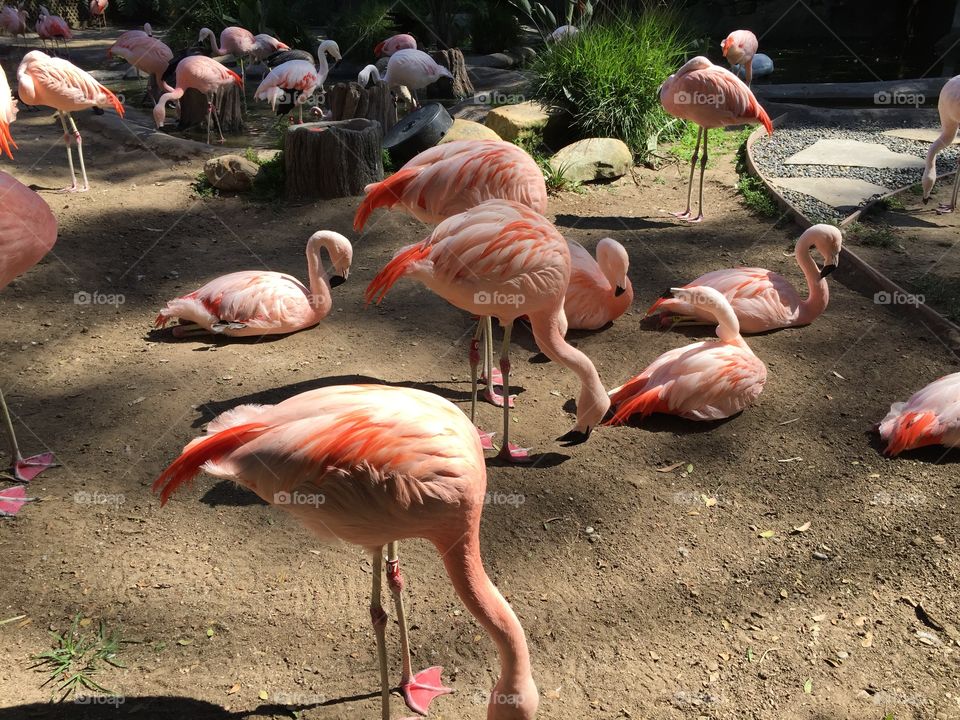 Flamingos adding color to nature