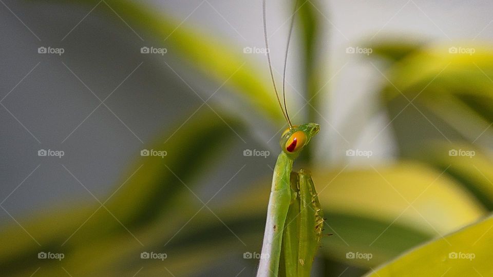 Mantis, mantis laughing at us, mantis disgusting face expression, mantis expression mantis eyes