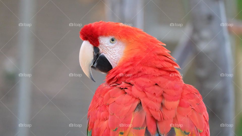 Red Macaw