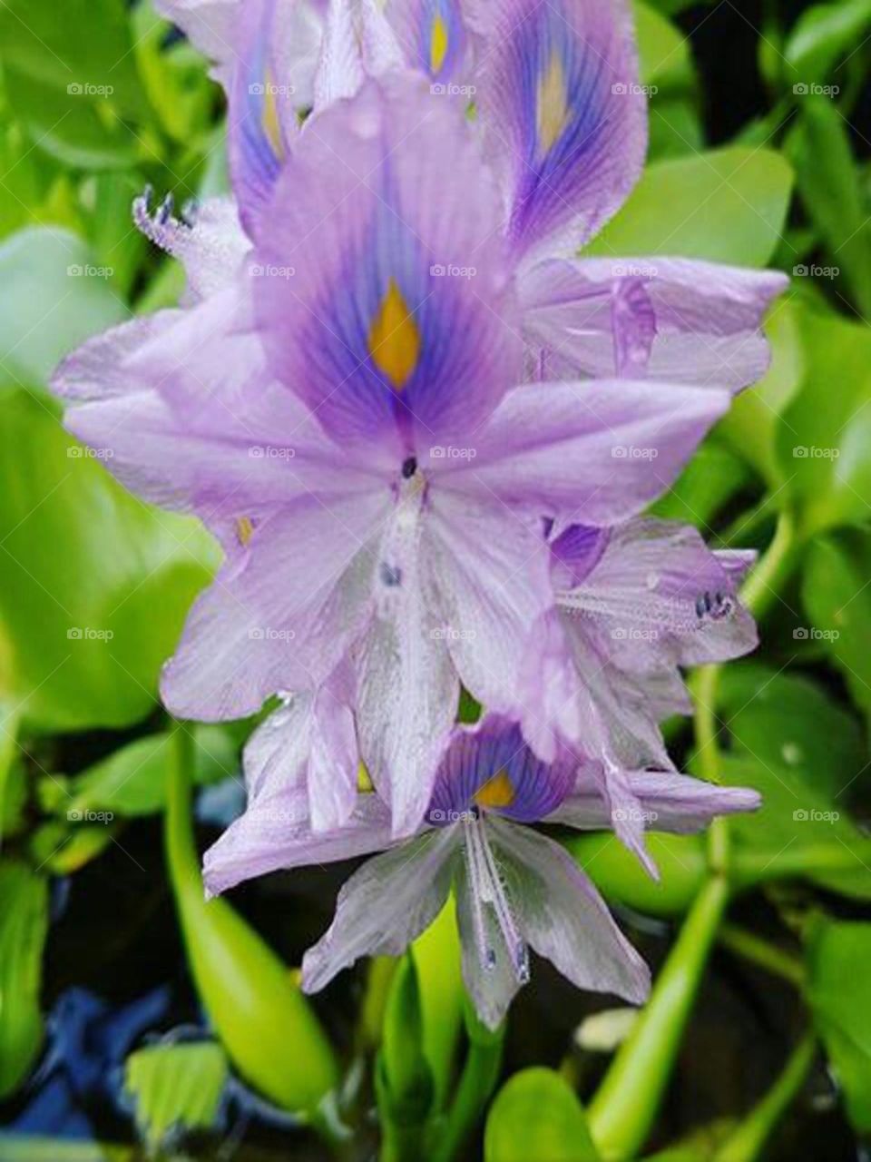 Water hyacinth flowers