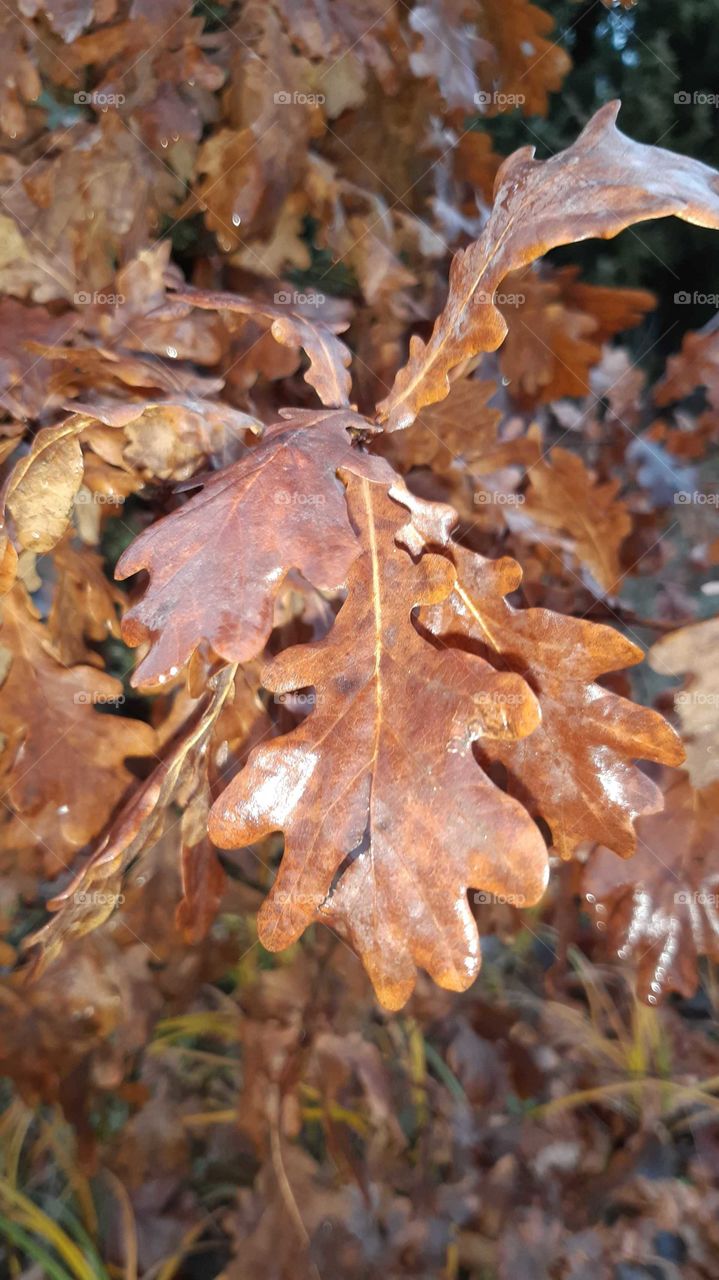 дубове листя