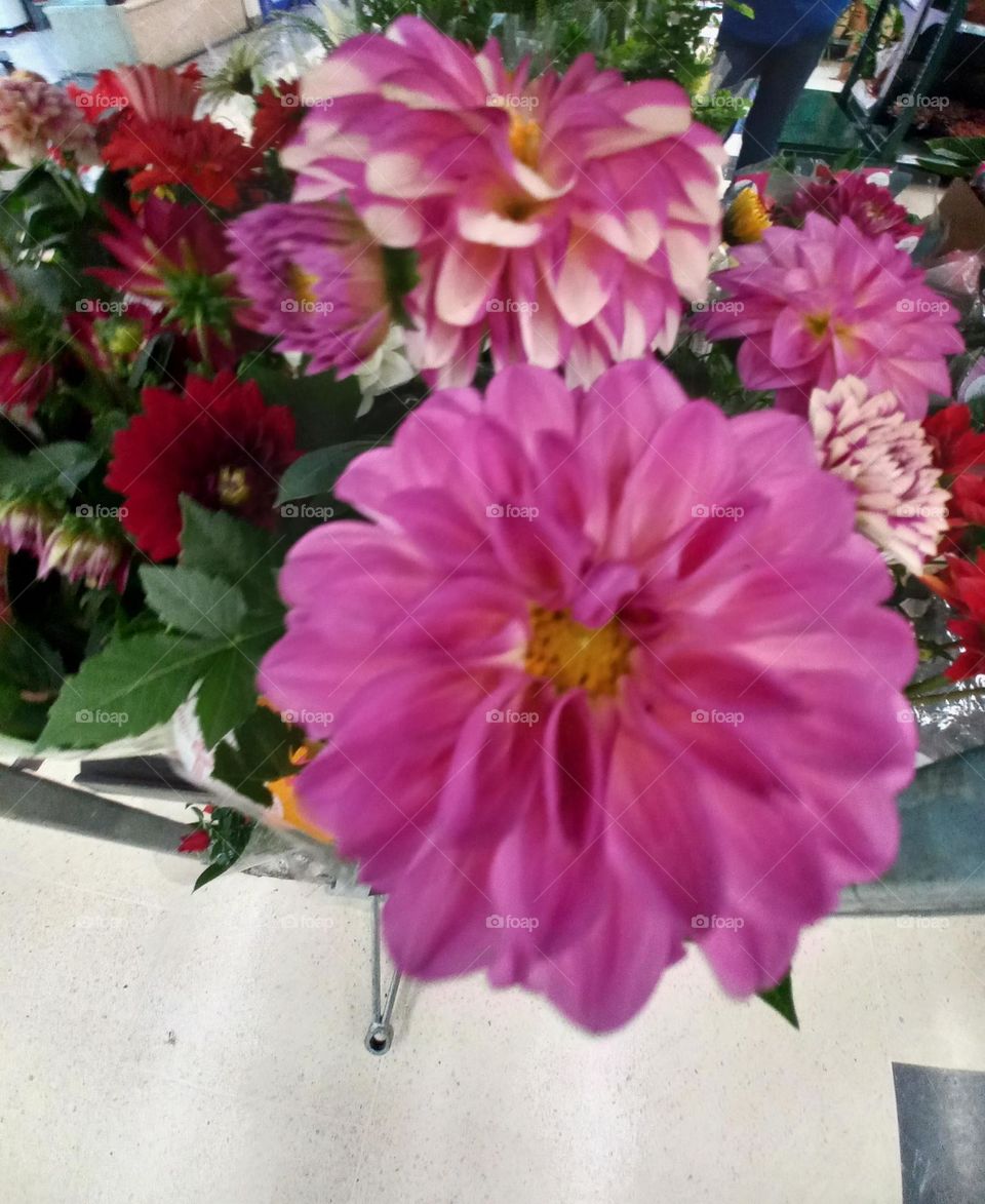 A Dália representa reconhecimento, harmonia  e gentileza. No Japão  a  Dália branca é sinal de bom gosto, e em muitos países ela é considerada, como símbolo de união,  comprometimento e esperança.