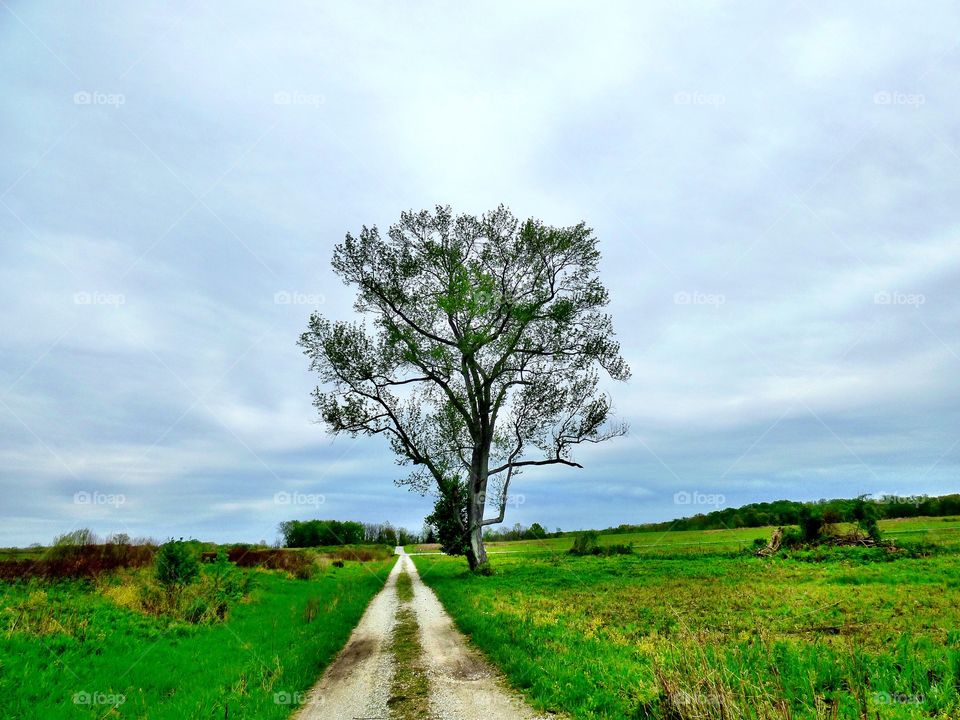 Empty road in forest