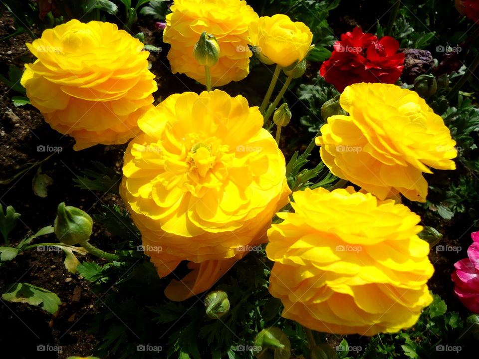 Yellow Flowers