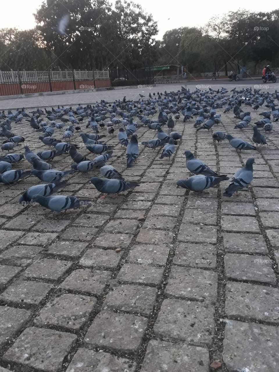 Pigeon eating