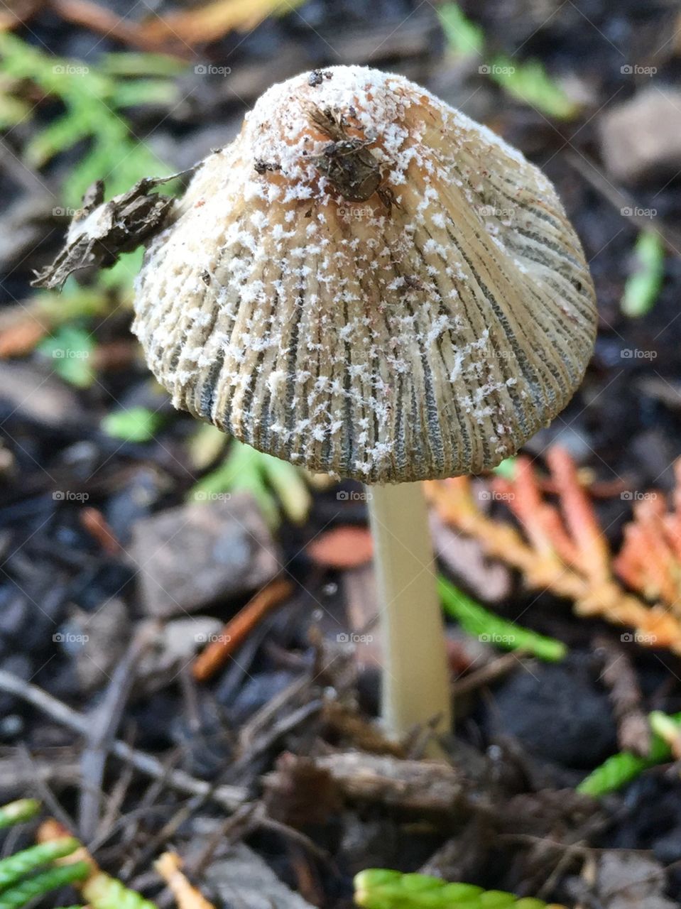 Mushroom