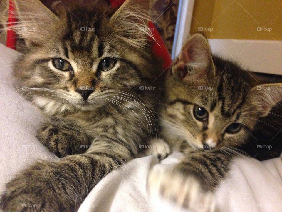 Adorable kittens. 