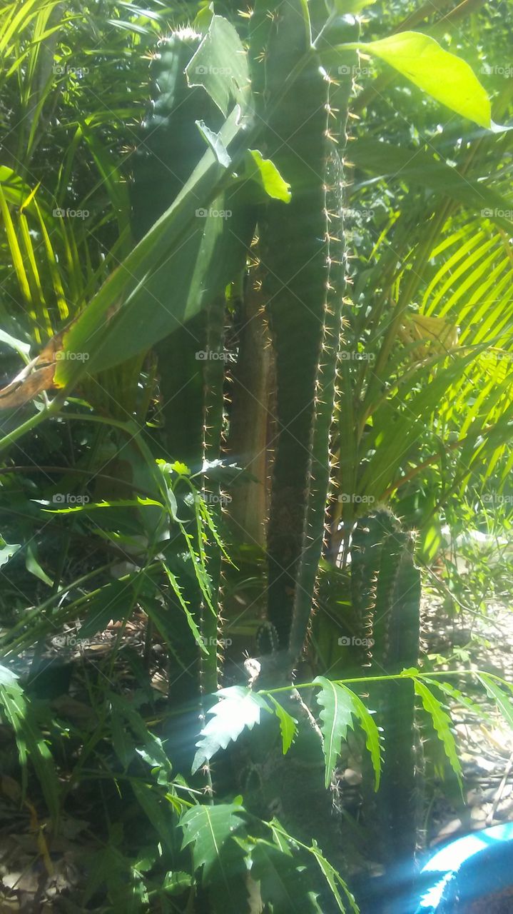 cactus natura