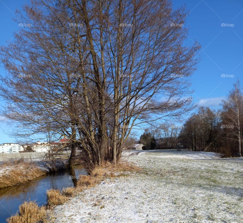Beauty of a Tree in Winter