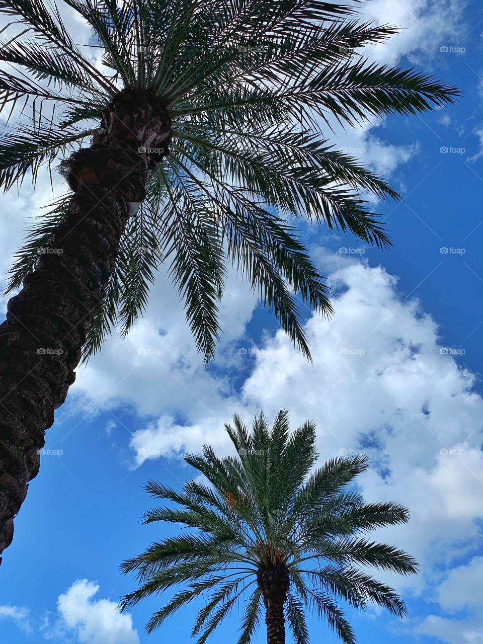 Palm Trees Orlando Florida 