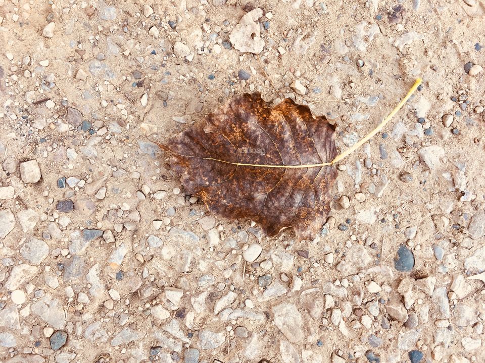Early Fall Leaf