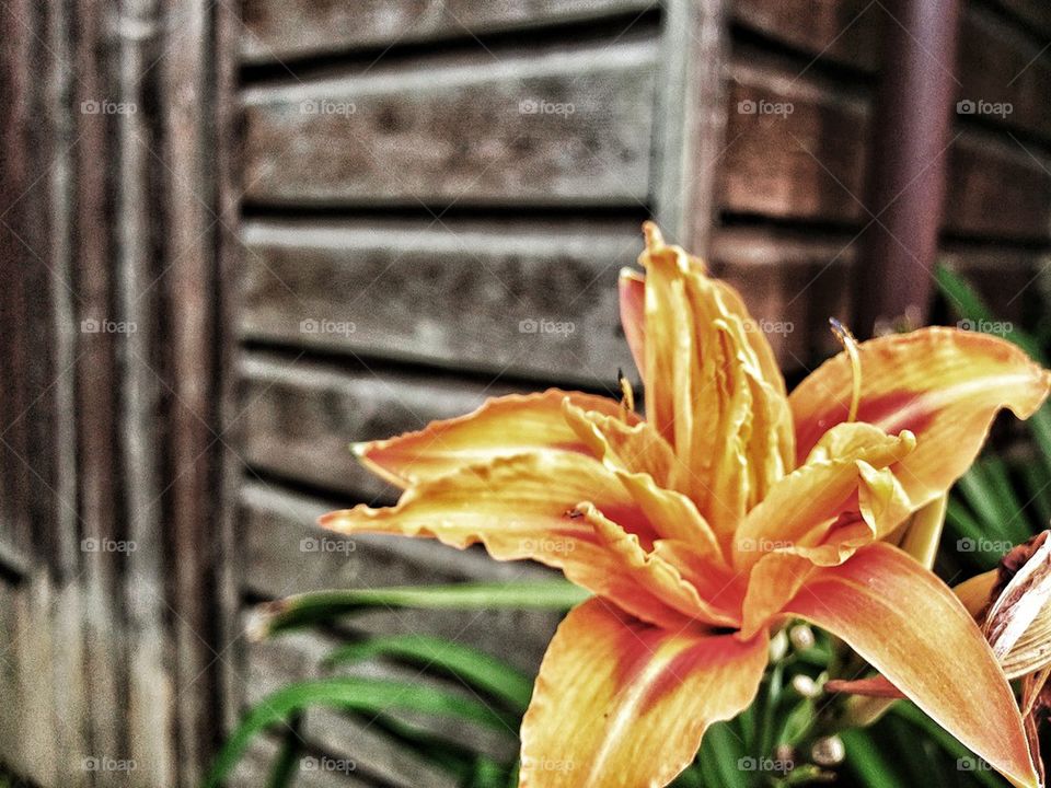 garden flower orange united kingdom by mrgrambo