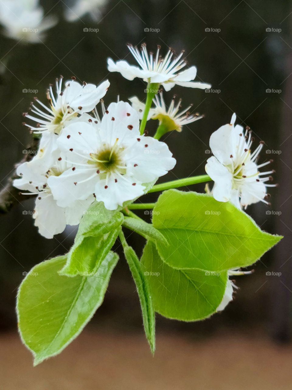 First Signs of Spring