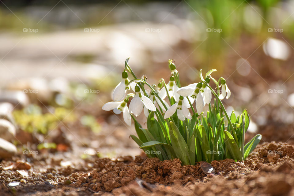 Snowdrops flower