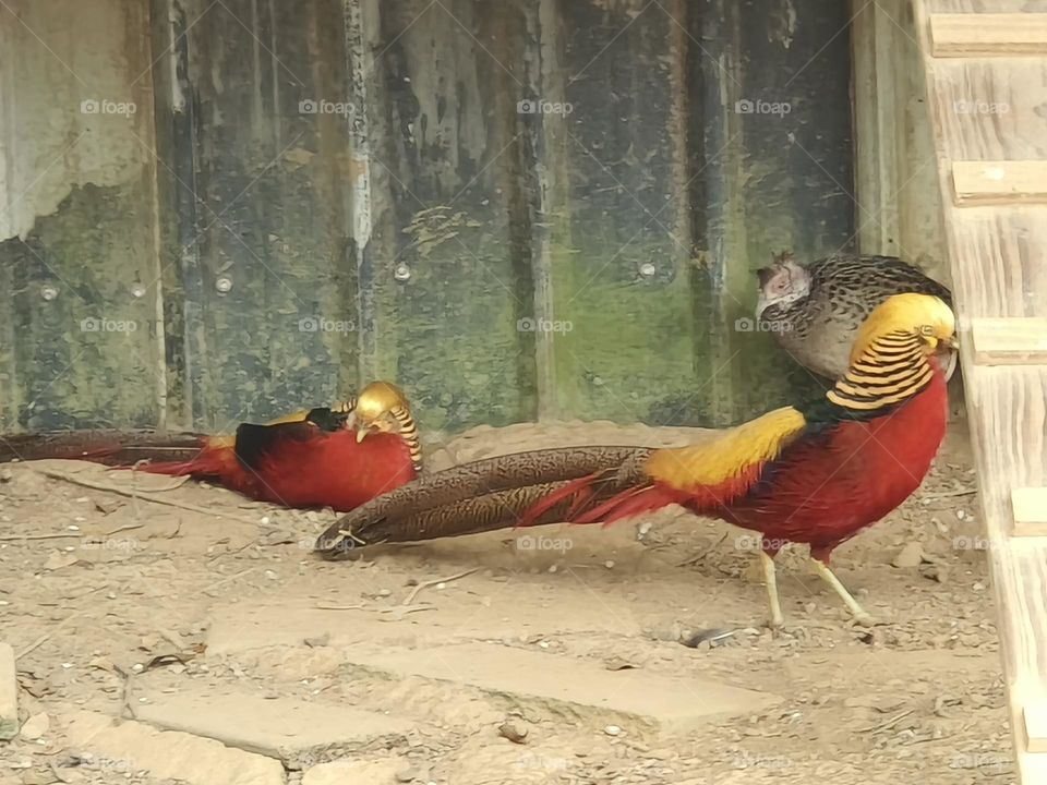 Golden rooster at Chulu Ranch in Beinan Township