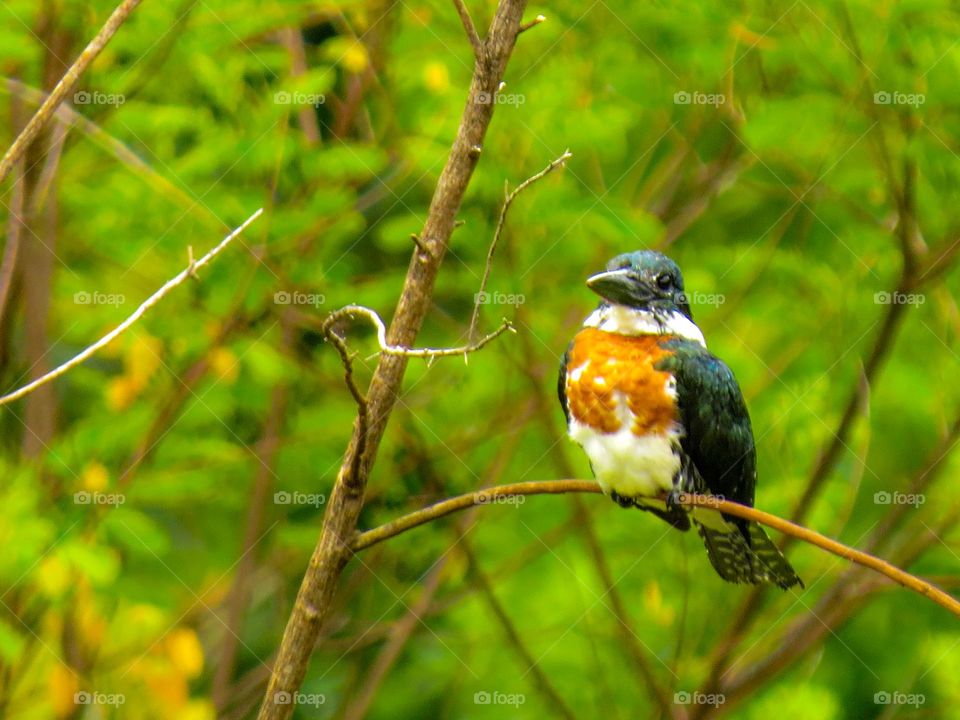 Martim pescador relaxando após uma tarde chuvosa