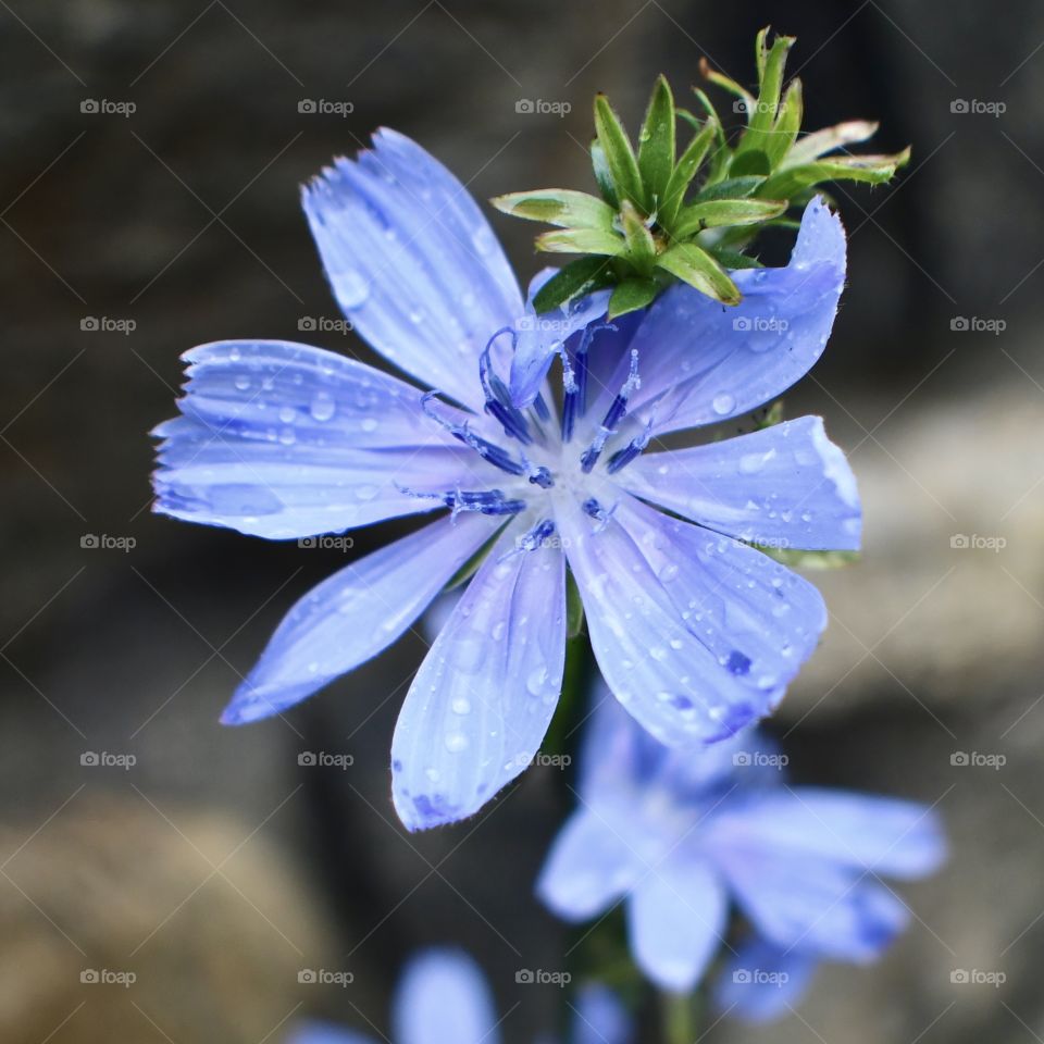 Blue flower in rain